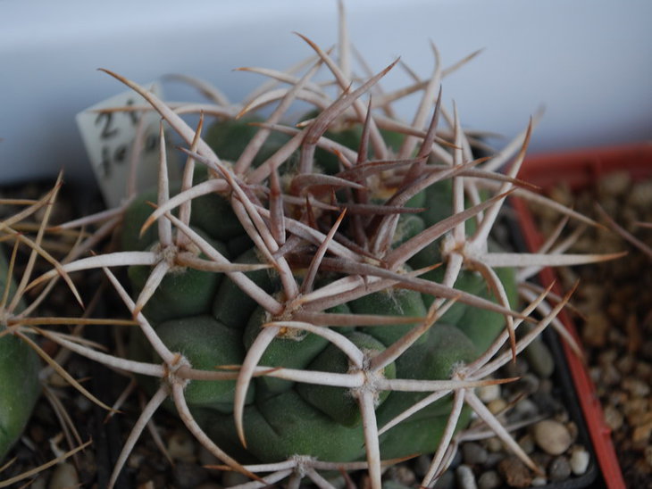 DSC_1677   G. ferocior.jpg
