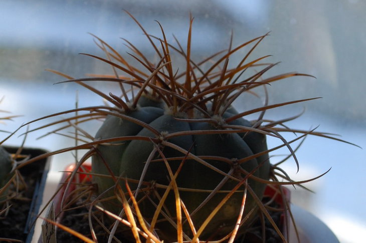 DSC_1721  G.cardenasianum.jpg