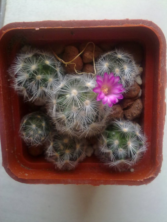 MAMMILLARIA laui v.dasyacantha