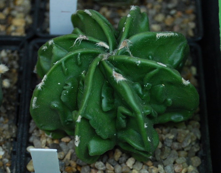 DSC_1690  A. myr. cv. Fukuryu.jpg