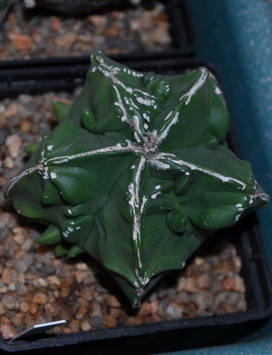 DSC_1758 A. myr. cv. Fukuryu.jpg