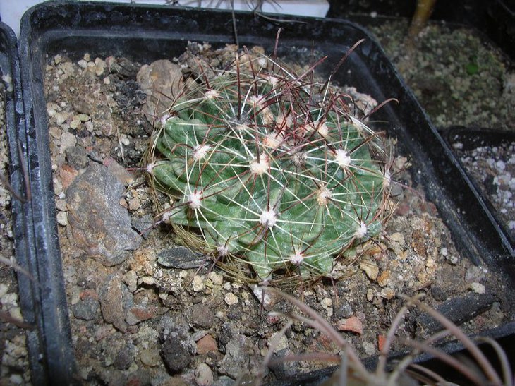setispinus.JPG