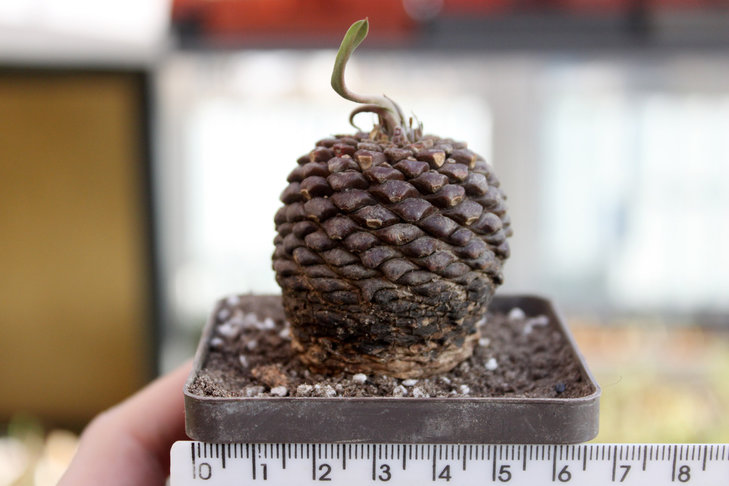 Euphorbia bupleurifolia