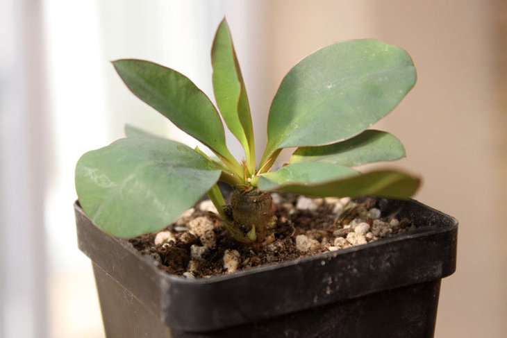 Euphorbia quartziticola PV2661