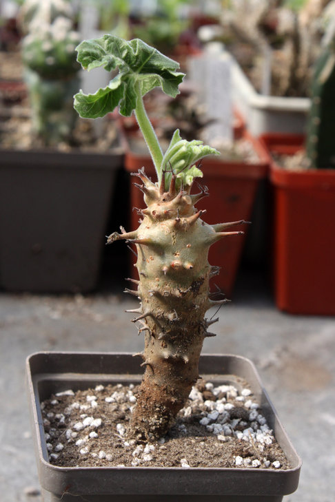 Jatropha fissispina (Marsabit, Kenya)