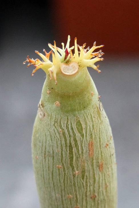 Jatropha podagrica