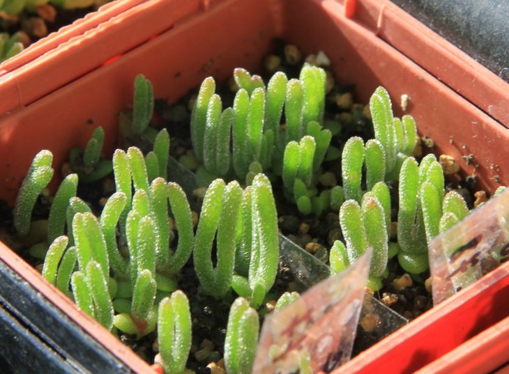 Monillaria pissiformis
