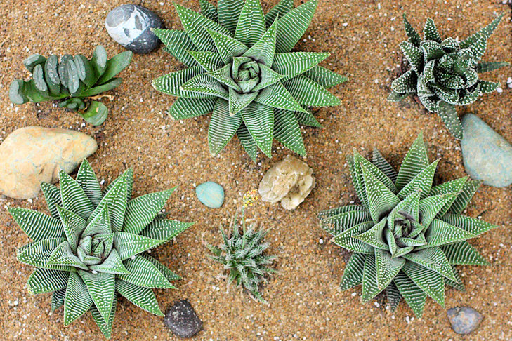 haworthia limifolia striata
