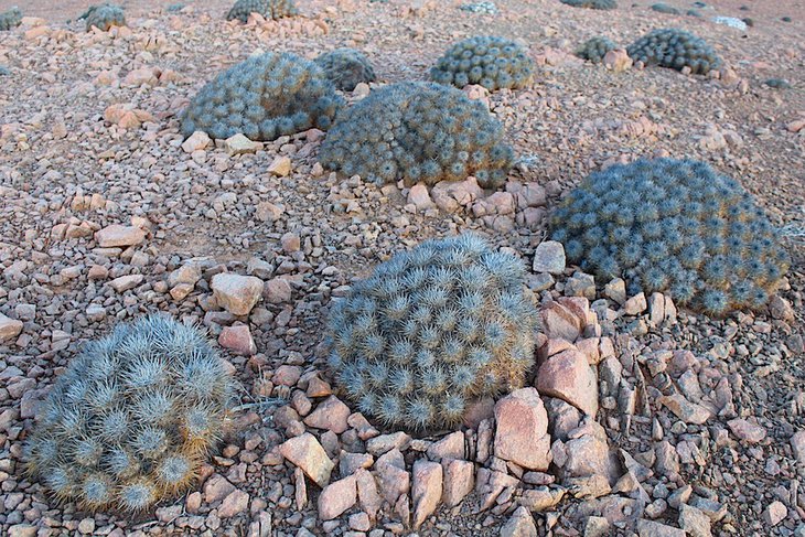 C.DESERTORUM