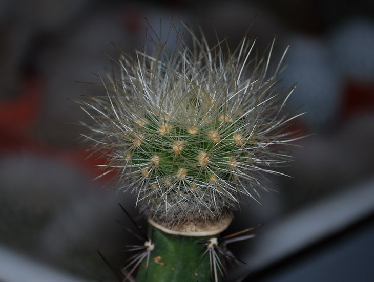 DSC_2064..jpg