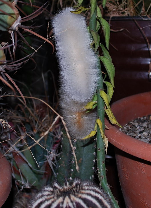 DSC_2057а.jpg