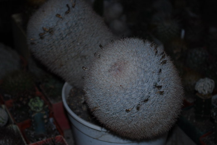 DSC_2053а.jpg