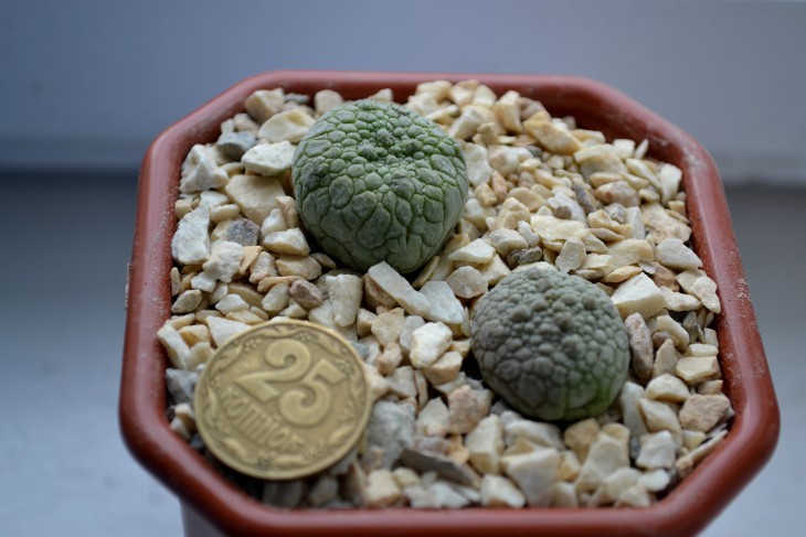 pseudolithos cubiformis