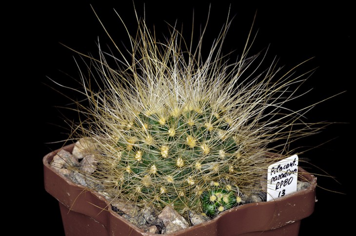 IMGP3407r.jpg