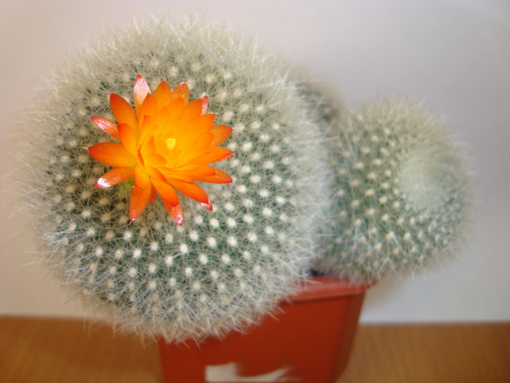 Brasilicactus haselbergii