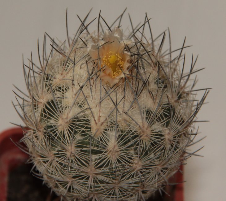 Echinomastus mariposensis