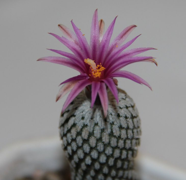 Pelecyphora pseudopectinata v. rubriflora