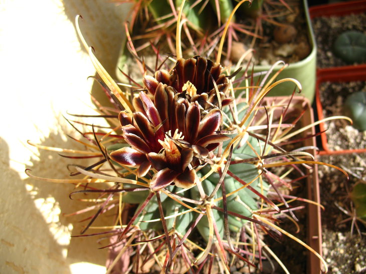 Glandulicactus uncinatus