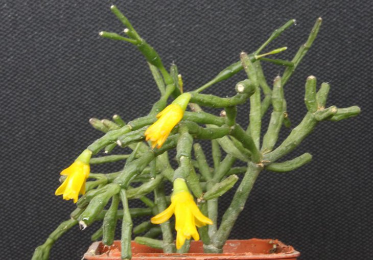 Hatiora salicornioides