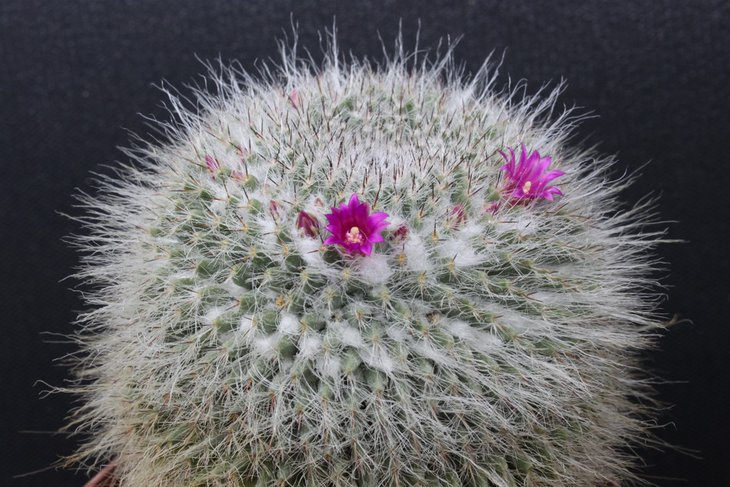 Mammillaria hahniana