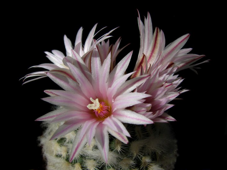 Turbinicarpus mombergeri