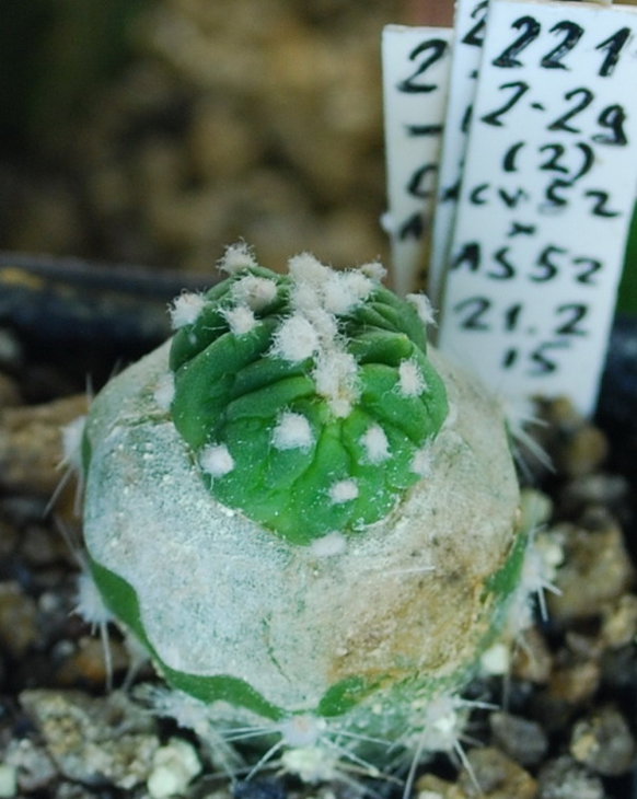 Детки со второго Pereskiopsis оказались Cristata.
