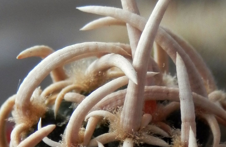 Pediocactus peeblesianus. SB571. 2-1. macro.jpg