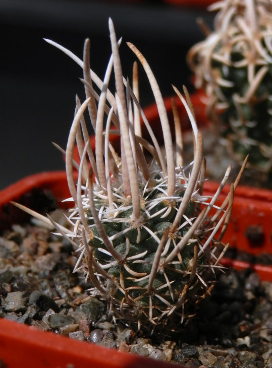 Pediocactus peeblesianus v. fickeisenii 'maia'. SB469. 1-1.jpg