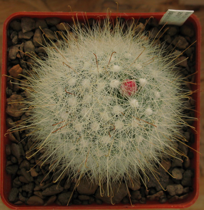 Mamillopsis senilis