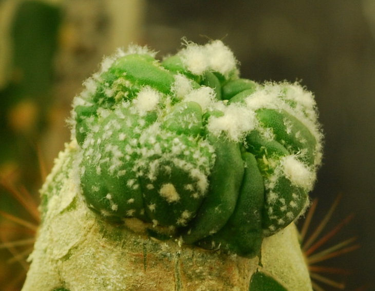 DSC_2183  A. multihybrid.jpg