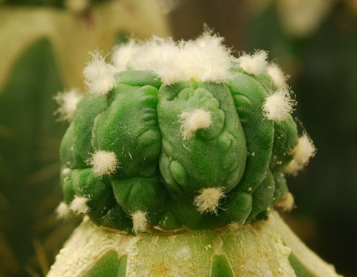 DSC_2199  A. multihybrid.jpg