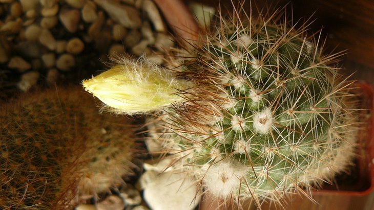 Rebutia