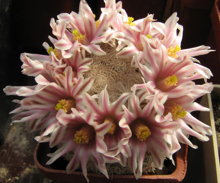m.egregia