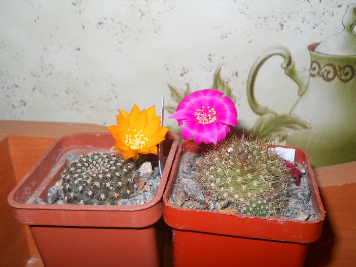 R.vialociflora, R.marsoneri