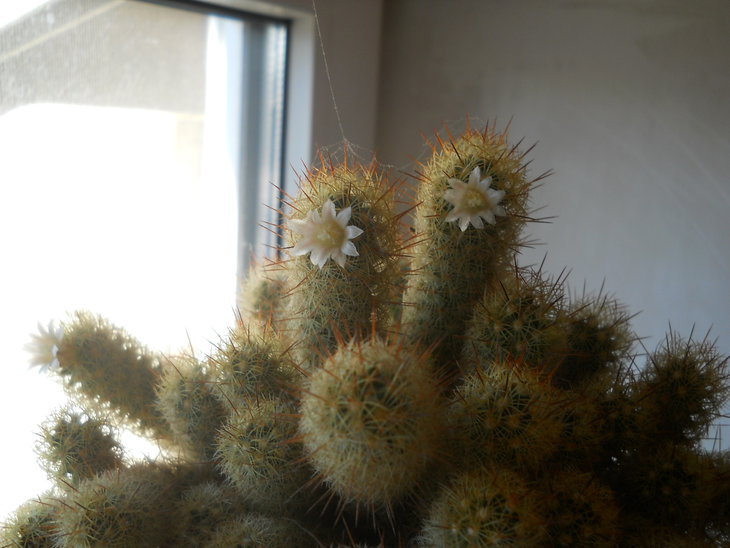 M.elongata