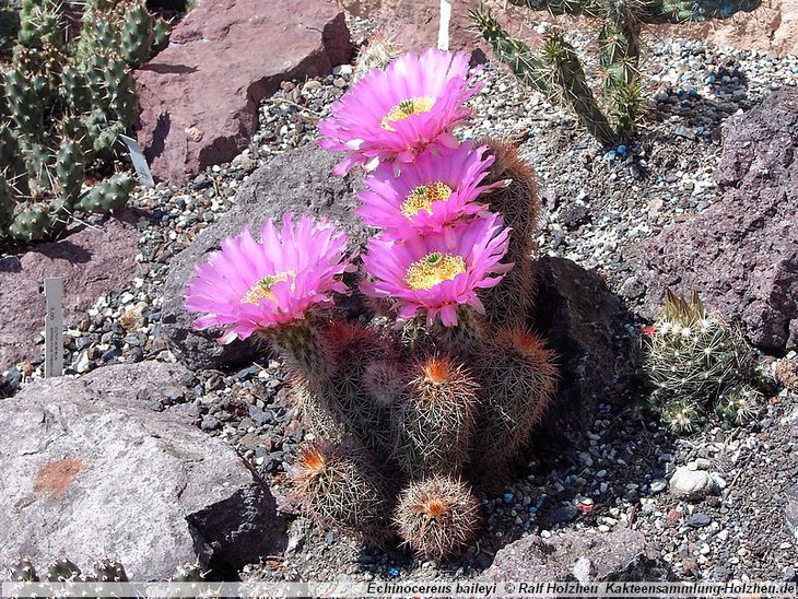 Echinocereus_baileyi_19.jpg
