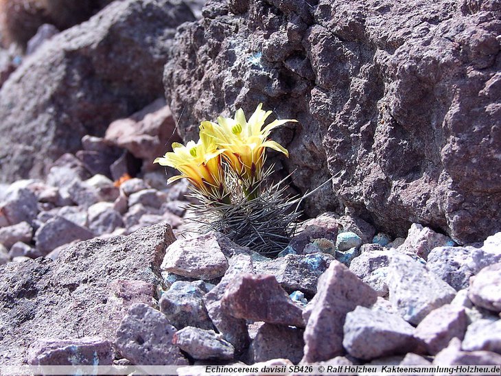 Echinocereus_davisii_SB426_12.jpg