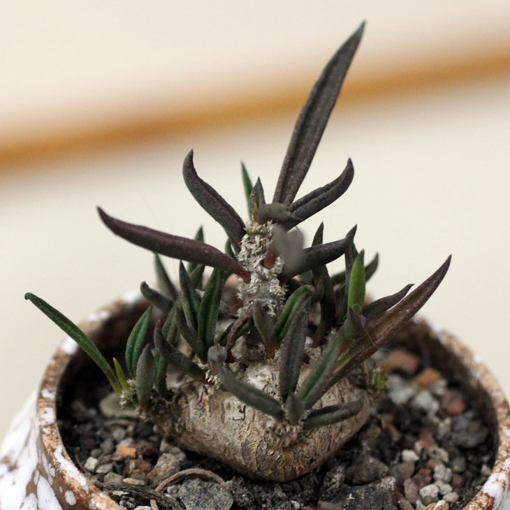 Euphorbia cylindrifolia var. tuberifera