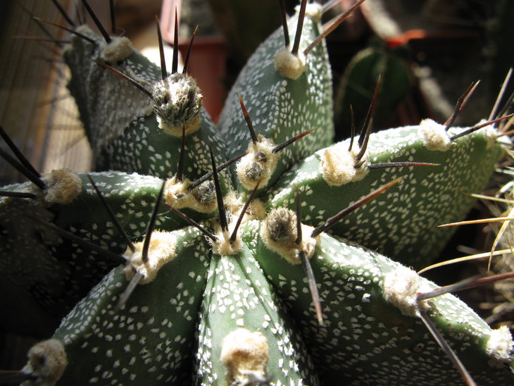 A.ornatum