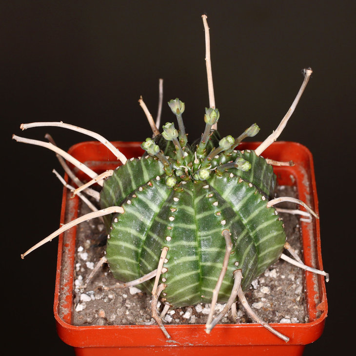 Euphorbia valida
