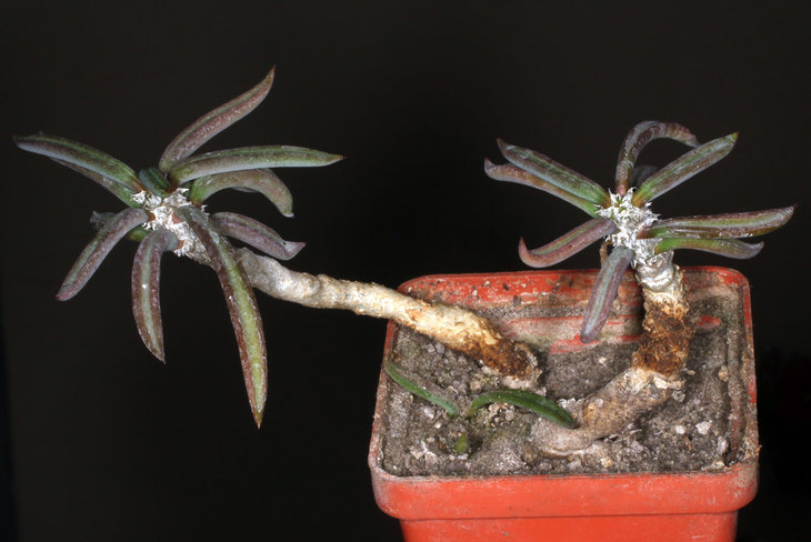 Euphorbia cylindrifolia ssp. cylindrifolia (вариация без каудекса)