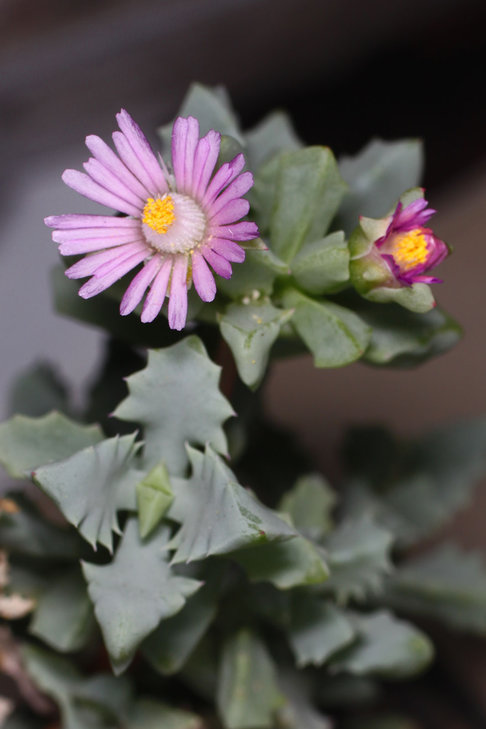 Oscularia deltoides