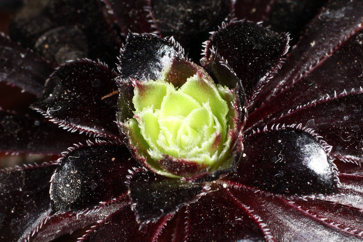 Aeonium arboreum var. atropurpureum &quot;SCHWARZKOPF&quot;
