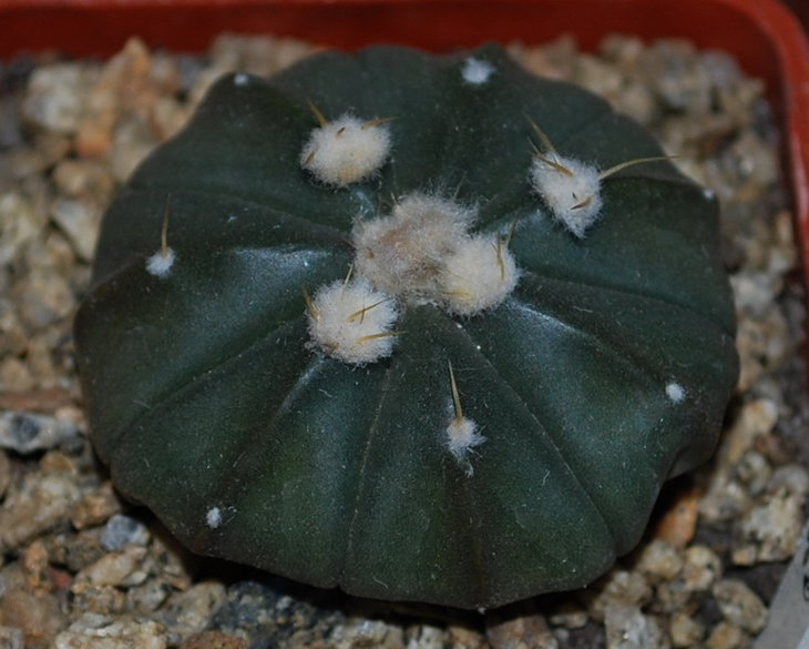 DSC_2302  A. cv. Ooibo.jpg