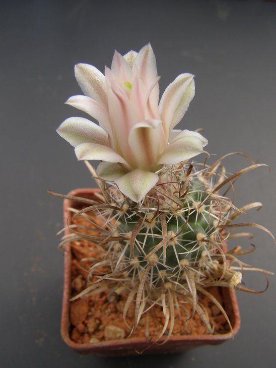T.papyracantha,FH 0800