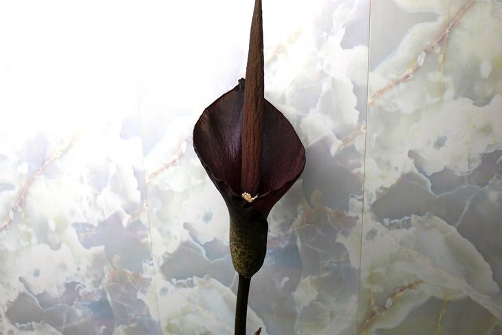 Amorphophallus konjac 15-1.JPG