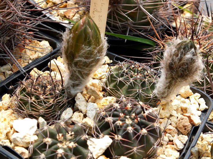 L.chrysantha v. klusacekii WR 584.jpg