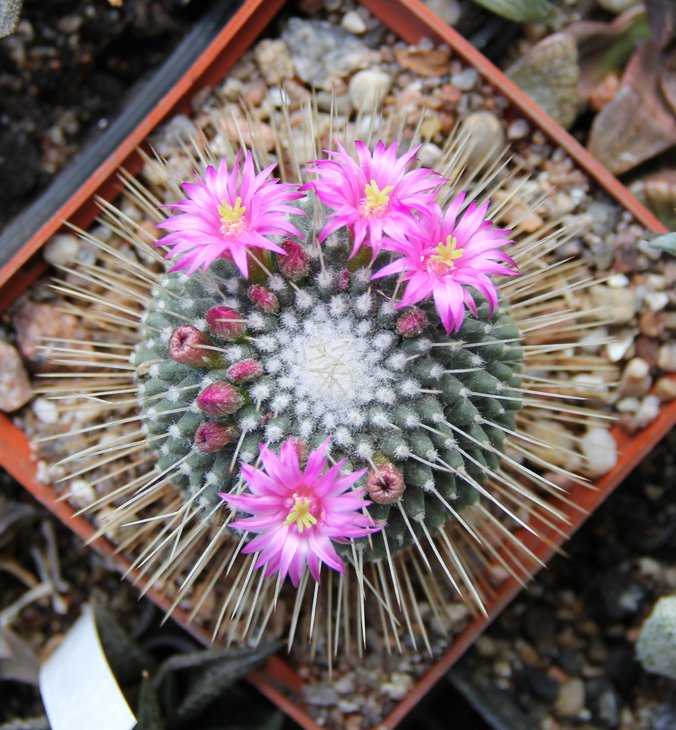 Mammillaria spinosissima unopicta