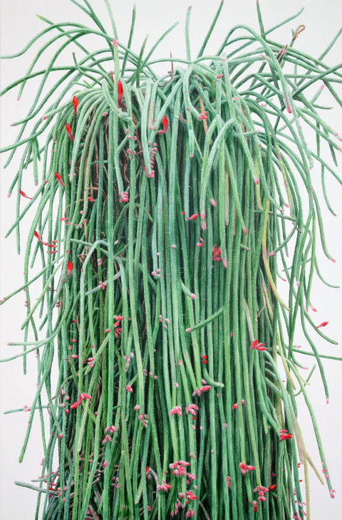 cactus-5.jpg