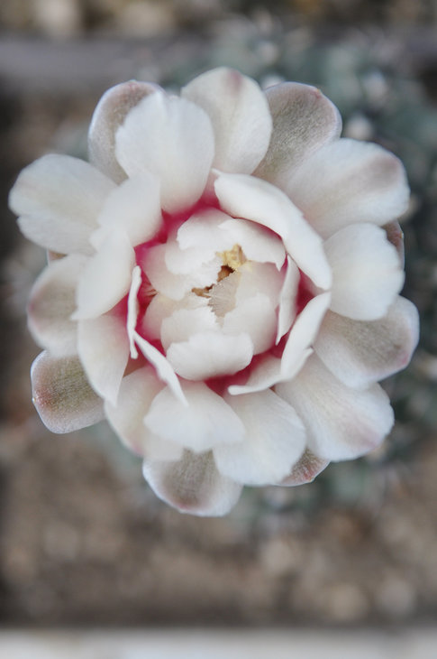 DSC_0039.jpg